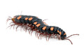 Polydesmus sp. Nigeria adult